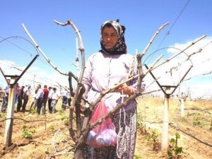 Dondan Zarar Gören Bağlar Kazılmaya Başlandı