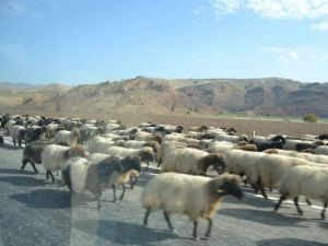 Göçebelerin Yayla Yolculuğu Devam Ediyor