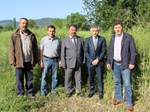 Lenoks Yem Bitkisi Çiftçinin Yüzünü Güldürüyor