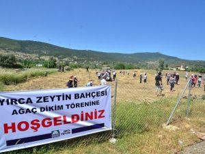 Foça’da, Zeytin Fidanları Toprakla Buluşturuldu