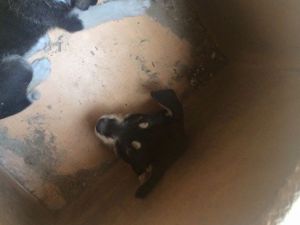 Kafası Sıkışan Köpeği İtfaiye Ekipleri Kurtardı