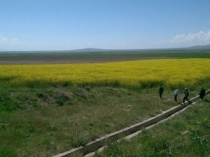 Van’da Yem Şalgamı Ekimi Yapıldı