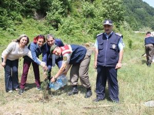 Zonguldak’a Polensiz Gard Ormanı