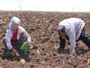 Tütün Dikimi Başladı