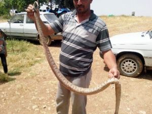 Şanlıurfa’da İki Metre Uzunluğunda Yılan Öldürüldü