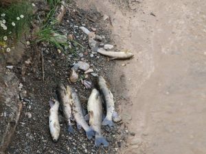 Tokat’taki Balık Ölümlerinde ’Tarım İlacı’ Şüphesi