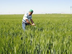 Karaman’da Süneyle Mücadele Çalışmaları