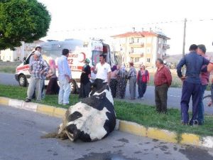 İneğini Yaralı Gören Kadın Fenalaştı