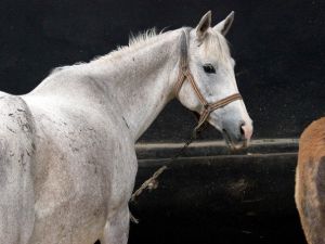 Mahmudiye’deki Ilgı AT Tavlası Törenle Açıldı