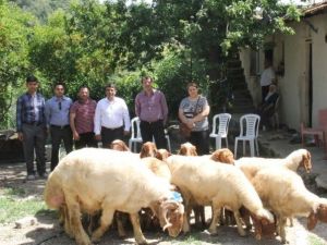 Antakya’da Koyun Yetiştiriciliği Projesi