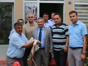 Elektrik Akımına Kapanan Leylek Tedavi Altına Alındı