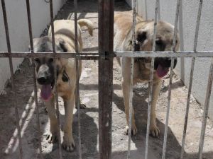 Kangal Köpekleri Cam Fanusla Korunacak