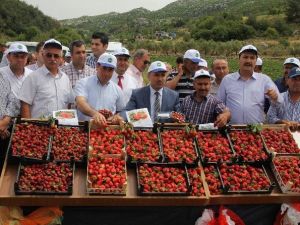 Organik Çilek Hasadı