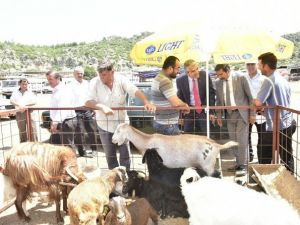 MHP Adayı Akıllı, Kepez Hayvan Pazarında Besicilerin Sorunlarını Dinledi