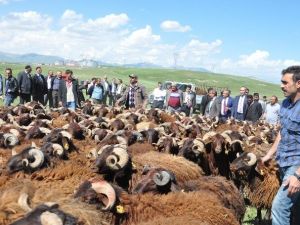 35 Besiciye 231 Damızlık Koç Dağıtımı Yapıldı