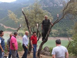 15 Bin Yabani Zeytin Ağacı Aşılandı