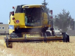 Hatay’da Buğday Hasadı Başladı