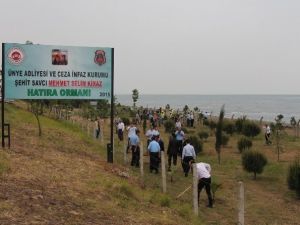 Şehit Savcı Kiraz İçin Ünye’de Hatıra Ormanı