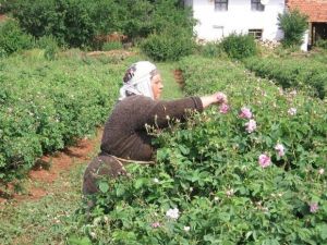 Gül Üreticisi Kilo Başına Destek İstiyor