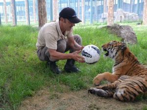 Yavru Kaplan Futbol Topu İle Egzersiz Yapıyor