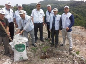 Fatsa’da Ceviz Fidanı Dikimi