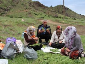 Oltu’da Çaşur Vakti