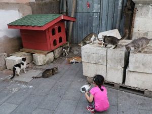 Eyüp’te Kediler Yuvalarında Barınacak
