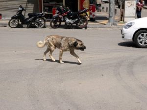 Sokak Köpekleri, Kilislilerin Korkulu Rüyası Oldu