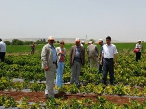 Elbeyli İlçesinde Çilek Hasadı