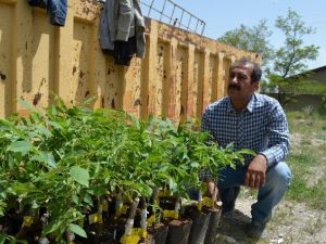 Adilcevaz’da 4 Bin Adet Aşılı Ceviz Fidanı Dağıtıldı