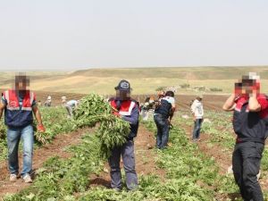 Damlama Sulama Sistemiyle Kenevir Yetiştirmişler