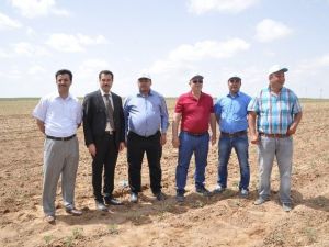 Aksaray’da Sebze Ve Meyve Üretimi Artıyor
