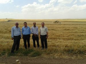 Samsat’ta Hububat Hasadı Başladı