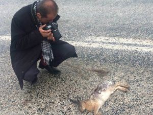 Hız Yapan Sürücüler Yaban Hayvanlara Zarar Veriyor