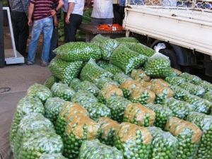 Can Eriğinde Verim Yüzde 70 Azaldı