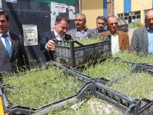 Hüyük’te Lavanta Bitkisi Üretimi Başlıyor