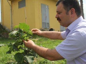 Giresun Fındık Araştırma İstasyonu’ndan Yeni Cins Fındık Üretimi