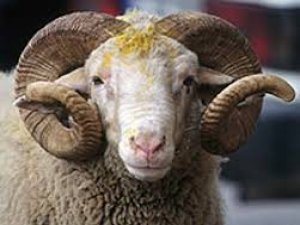 Kızılay, vekaletle kurban kesim kampanyası başlattı