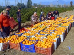 Narenciye ihracat sezonu 20 Eylül'de başlıyor