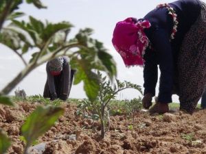 Savaştan Kaçan Suriyeliler Tarlada