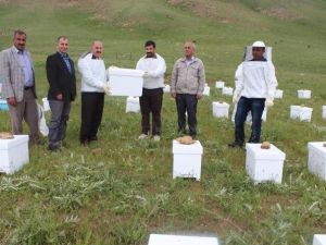Hakkari’de Arı Dağıtımı
