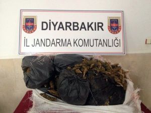 Diyarbakır’da 30 Kilogram Esrar Ele Geçirildi