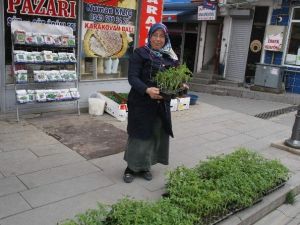 Çiftçiler Sebze Fidelerini Pazardan Karşılıyor