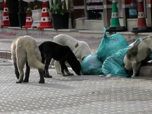 Kulu’da Sokak Köpekleri İçin “Yaşa-yaşat” Projesi