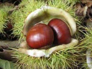 Bursa Kestanesi Kanseri Yendi