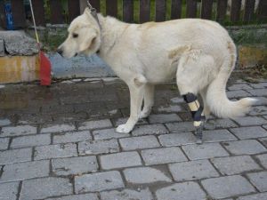 Yardım Kampanyası Sokak Köpeğine Protez Ayak Oldu
