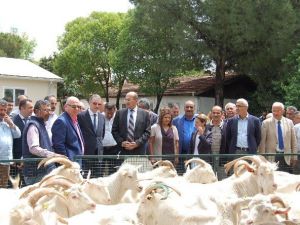 21 Üreticiye, 51 Saanen Tekesi