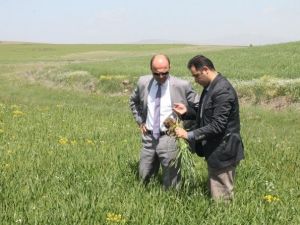 Anıza Ekim Parsellerinin Kışlık Kontrolleri Yapıldı