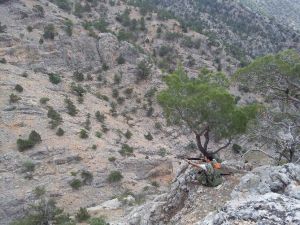 Karaman’da Yaban Domuzu Sürek Avları Devam Ediyor