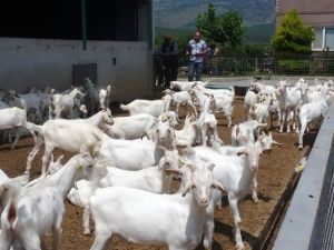 Yunusemre’de Üreticilere Oğlak Dağıtıldı